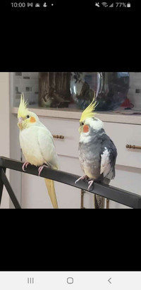 Bonded male & female. cockatiels 