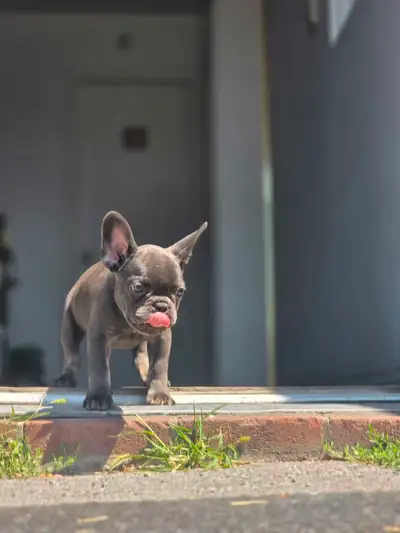 bulledogue francais 2mois, View more