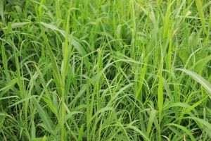 Alfalfa / oats  Seed For Sale in Other in Fort St. John - Image 2