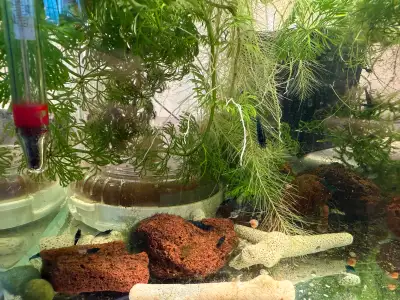 Dive into the captivating world of freshwater aquariums with these vibrant shrimps! I'm offering a v...