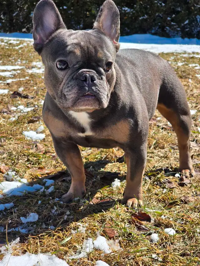 BOULEDOGUE FRANCAIS MALES 4  FERTILE DE QUALITER in Dogs & Puppies for Rehoming in City of Montréal - Image 8
