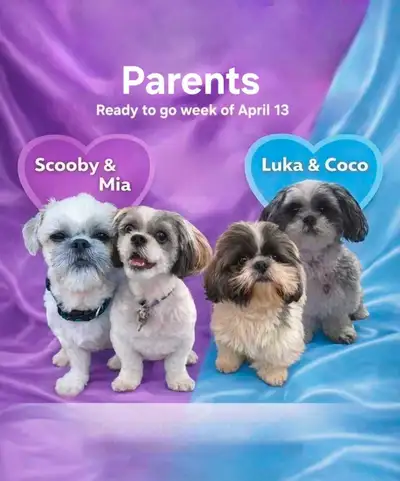 We had 9 beautiful Shih Tzu puppies. 4 are left and we are looking for their forever families. Males...