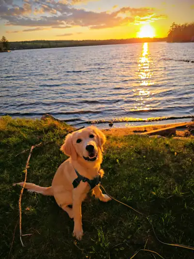 Pending ....Golden Retriever Puppy, View more