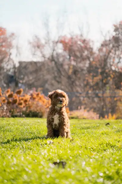 Toy Poodle Puppies Ready To Be Rehomed!, View more