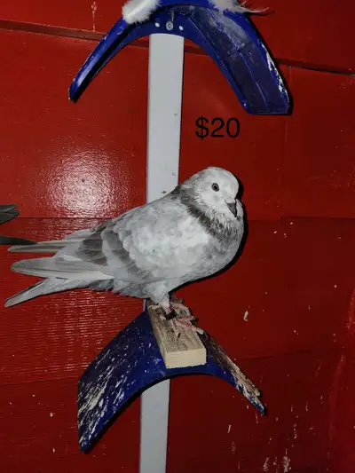pigeons for sale, View more