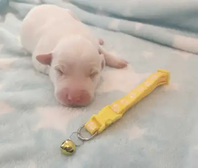 great Pyrenees puppies, View more