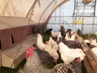 Heritage breed laying hens