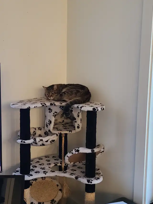 Chat adulte in Cats & Kittens for Rehoming in Victoriaville - Image 2