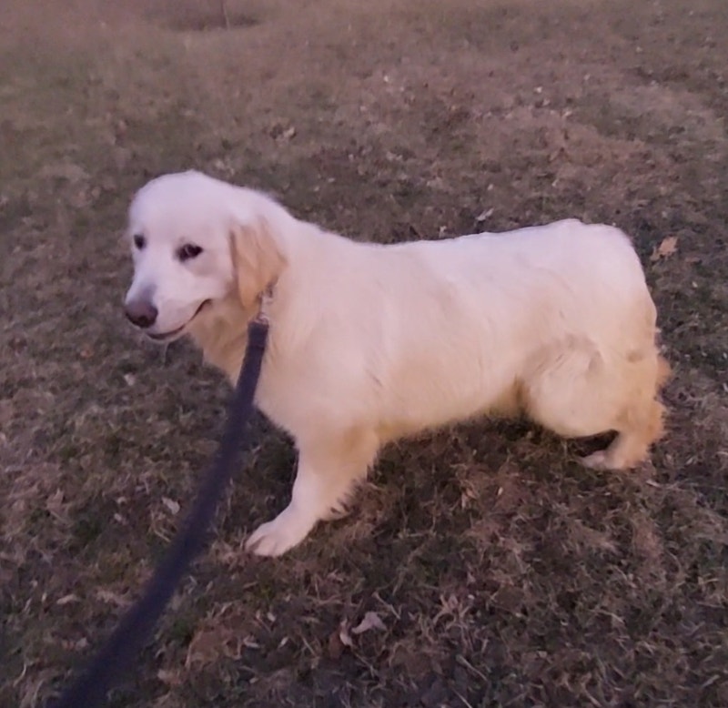 Golden Retriever Dogs & Puppies for Rehoming Kingston Kijiji
