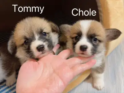 # welsh corgi puppies ready to go #, View more