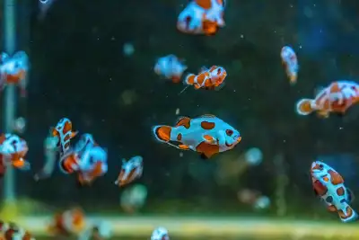 Captive Bred Clownfish Designer Reef Saltwater, View more