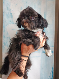 Adult miniature male Shih Tzu is looking for foster home