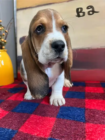 Gorgeous Basset Hound Pups, View more