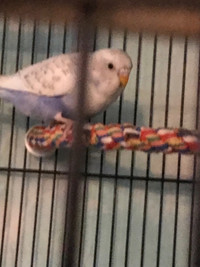 3 baby Budgies 2 yellow 1 blue and white 2 months old 