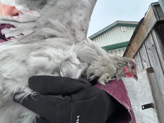 Lavender Orpington Rooster - 3 months old in Livestock in Hamilton - Image 3