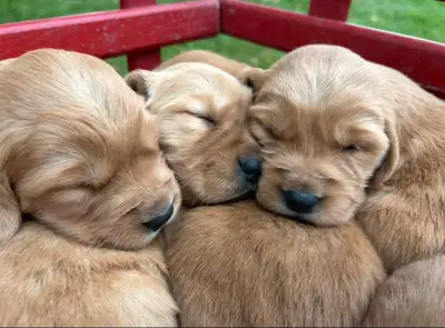 Gorgeous Red Retrievers, View more