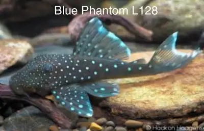 Now available Plecos, View more