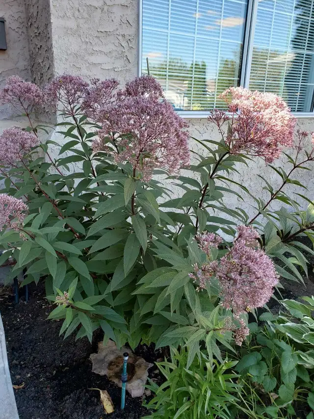 Joe pyeweed perennial  (please read ad)62864362197251125