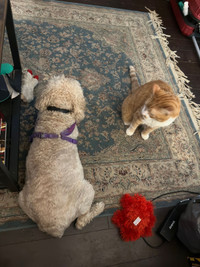Dog walker and Cat sitter 
