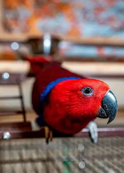 Tame Female Eclectus Parrot for Rehoming, View more