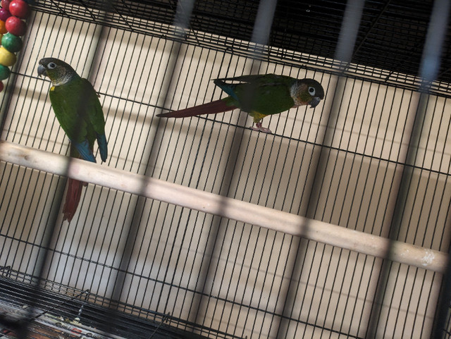Green Cheek Yellowsided Conure- Breeding Pair in Birds for Rehoming in Terrace