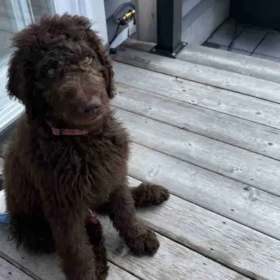Doodle puppy, View more