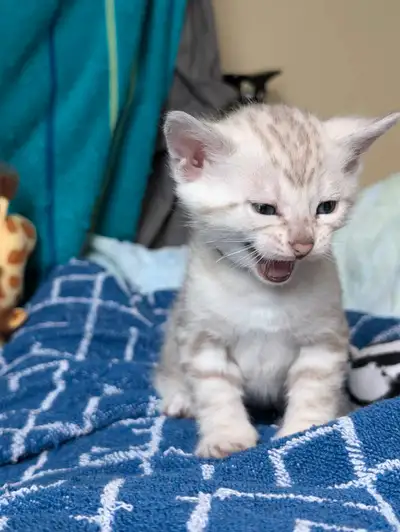 We have precious Snow Bengal kittens available, they will ready to go to forever home on July 5. Als...