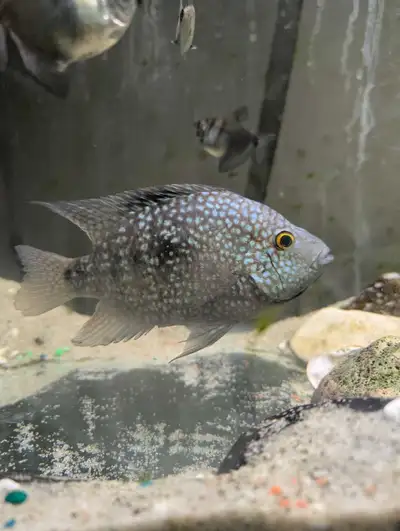 Looking for any type of Texas cichlid , View more