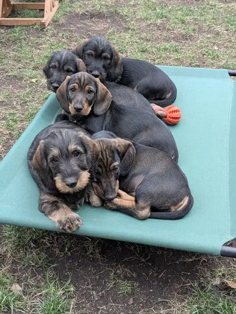 Puppies () in Dogs & Puppies for Rehoming in Markham / York Region - Image 3