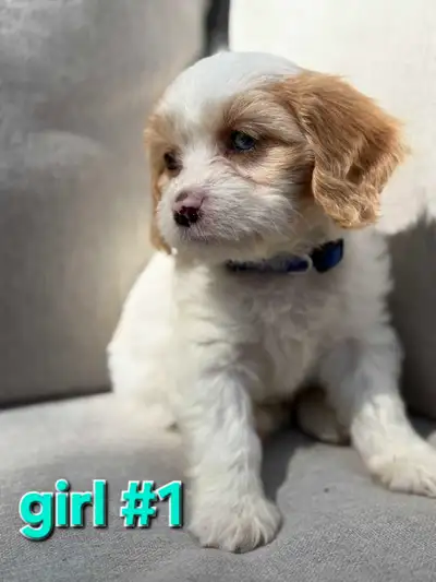 King Charlies + Bichon Puppies, View more