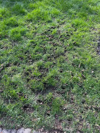  CORE LAWN AERATION , View more