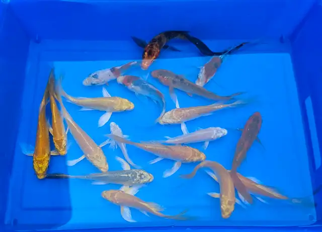 Small Butterfly Koi Fish in Fish for Rehoming in Markham / York Region - Image 3