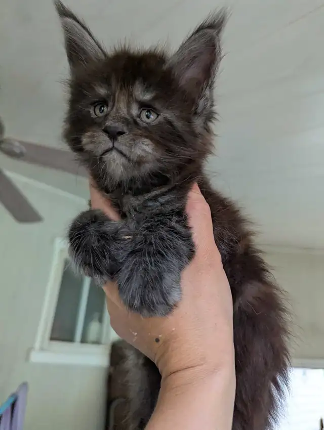 Maine Coon pur race Black Smoke  in Cats & Kittens for Rehoming in Granby - Image 5