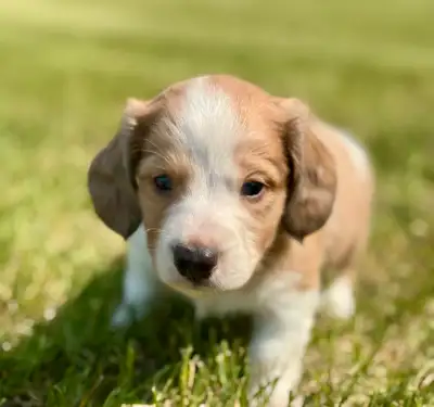 Dachshund puppies, View more