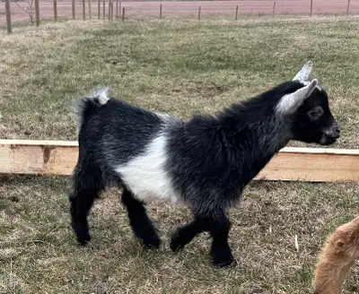 polled nigerian dwarf buckling, View more
