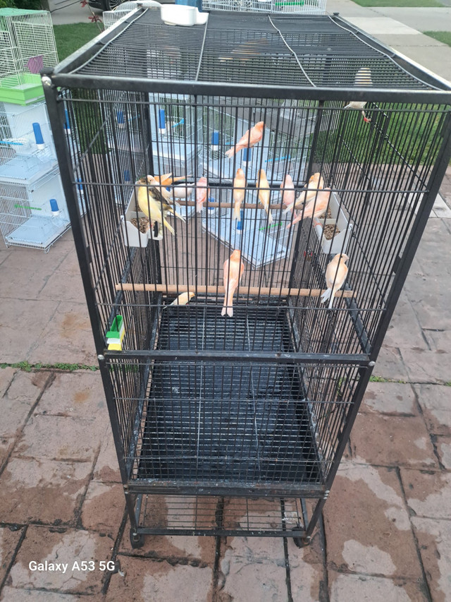 canaries in Other in Hamilton - Image 4