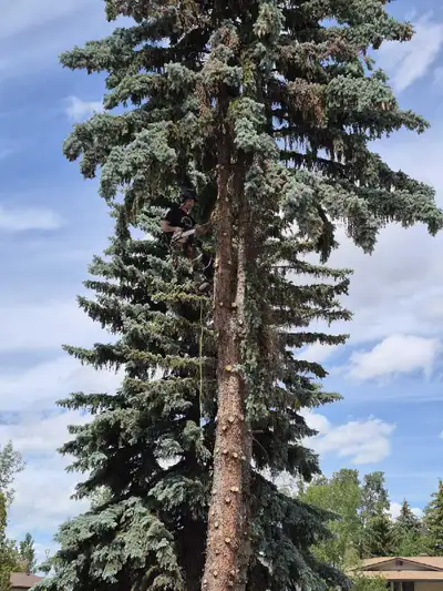 Tree cutting and junk removal service 780-905-3198, View more