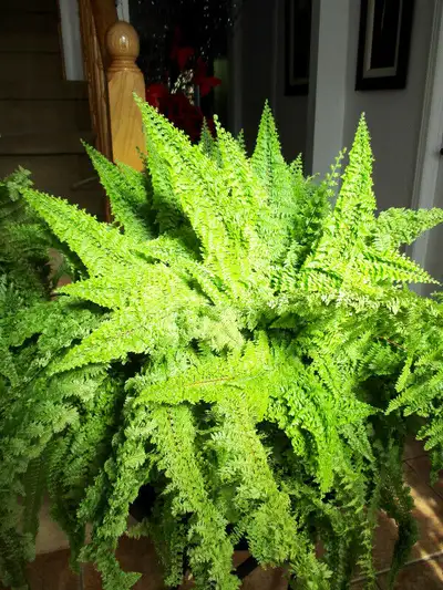 DÉCORATION PAR DES SUPERBES PLANTES D'INTÉRIEUR !!!!!, View more