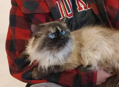 Lacey sweet fluffy Himalayan Girl Ready!, View more