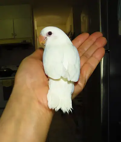 SUPER TAME handfed lovebird baby girl (whitefaced ino opaline), View more