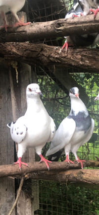 Pigeons for sale $50 Apairs