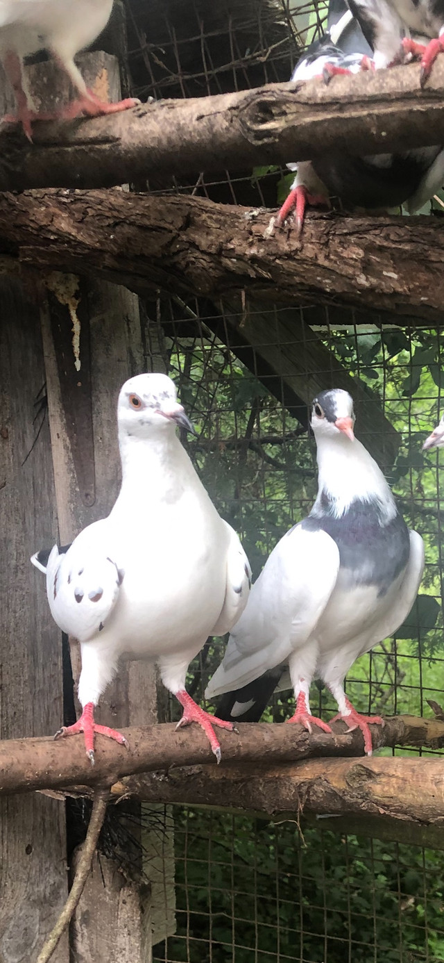 Pigeons for sale $50 Apairs in Birds for Rehoming in Oshawa / Durham Region