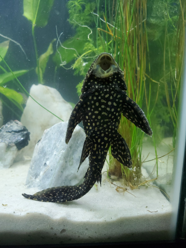 5inch Gold Spot Pleco in Fish for Rehoming in Belleville