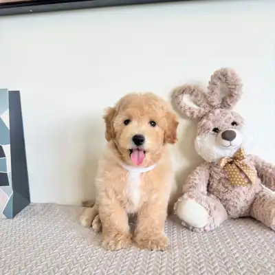 Adorable Bichon Poodle Ready To Go, View more