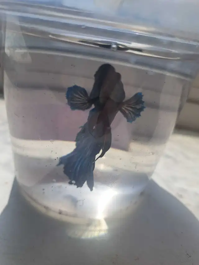 Betta Fish in Fish for Rehoming in Owen Sound - Image 3