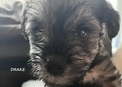 Purebred- Miniature Schnauzer puppies, View more