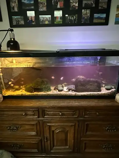 55 gal fish tank, View more