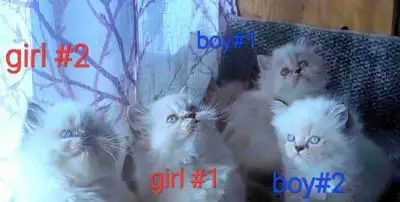 Extra fluffy purebred Himalayan kittens available, View more