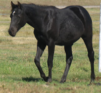 Another  beautiful black  gelding to  choose from.