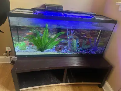 75 gallon fish tank; everything +4 GloFish!, View more